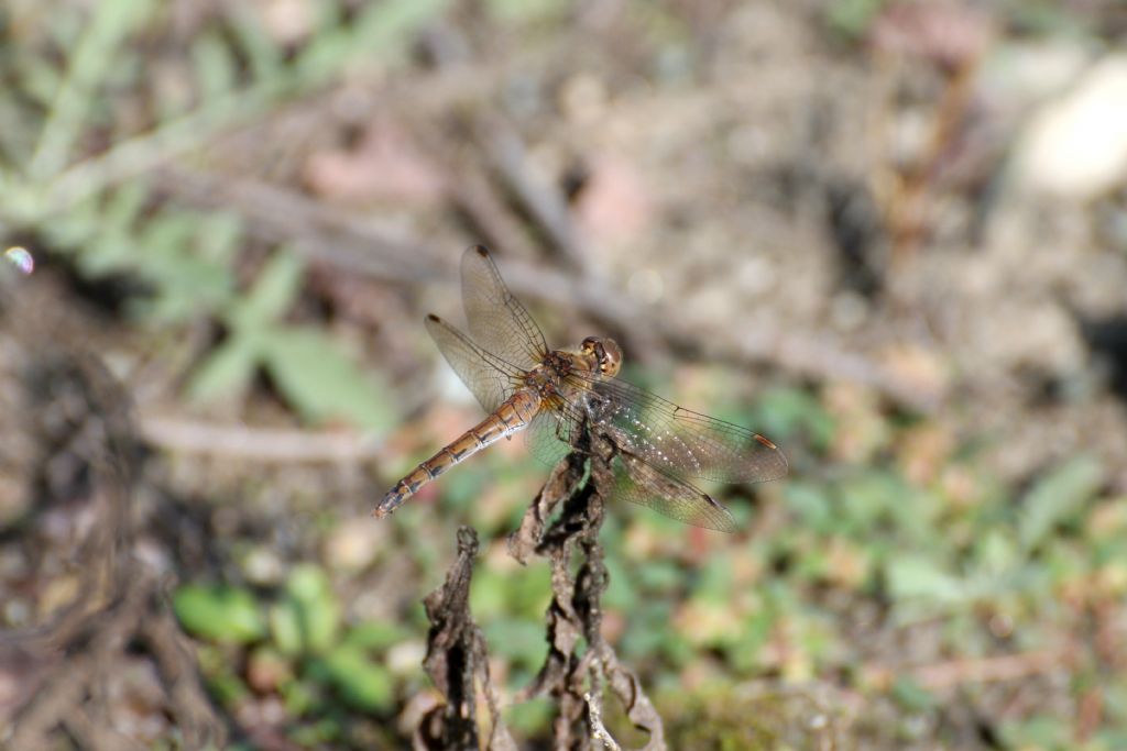 Sympetrum striolatum femmina